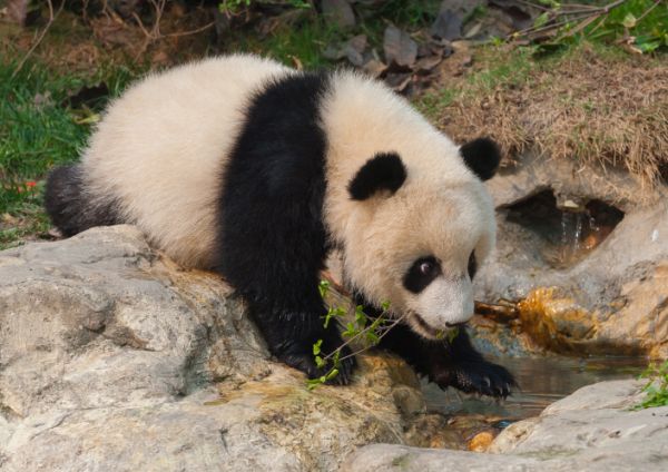 Tas névnap - panda a kövön