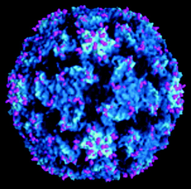 rhinovirus_2_megfazas_natha_virus