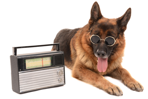 kutya rádióval