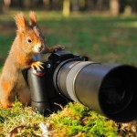 mókus fényképezőgép