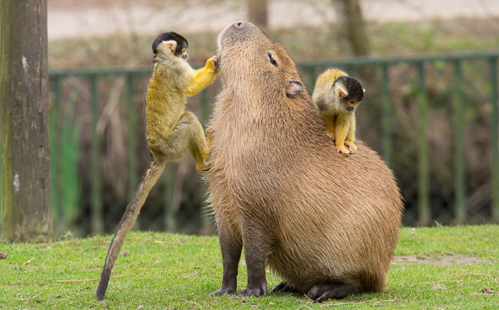 kapibaraa