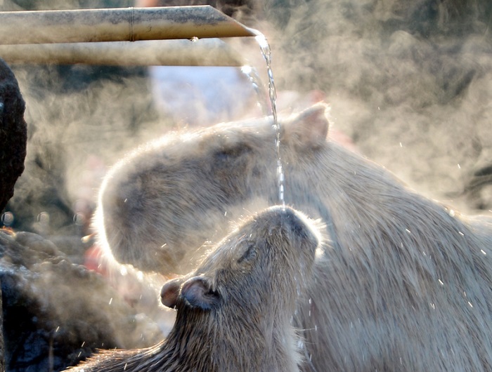 Kapibarák termálfürdőt vesznek