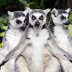 Lemurs from Madagascar at Avifauna Bird Park