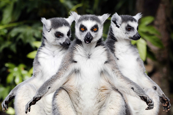 Lemurs from Madagascar at Avifauna Bird Park