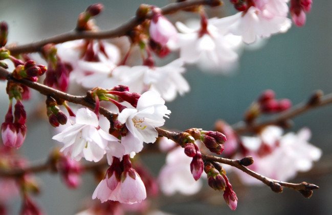 cseresznyefa-virág